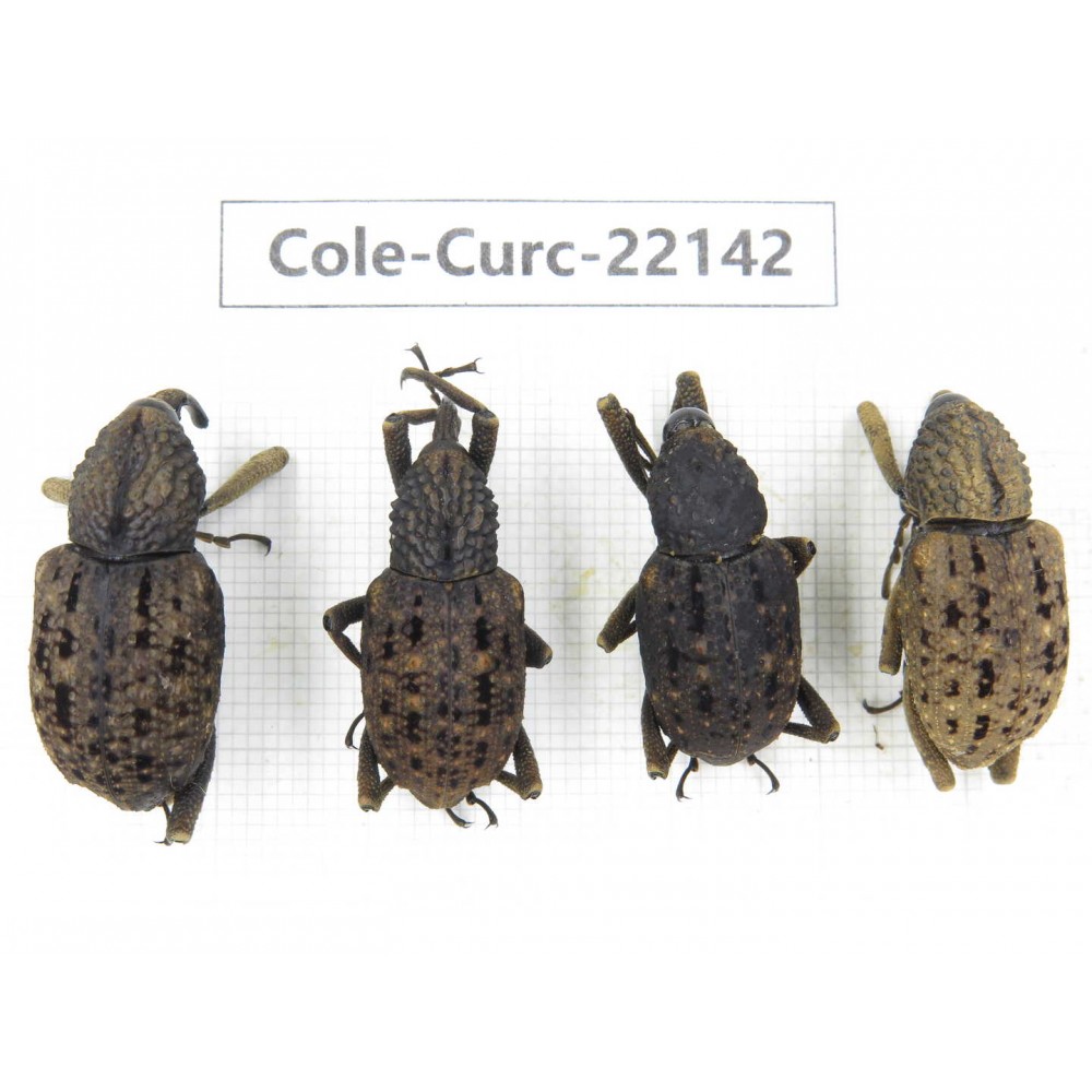 Curculionidae sp. China, Yunnan, Dehong, Longchuan. 4Pcs. Cole-Curc-22142.