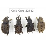 Curculionidae sp. China, Yunnan, Dehong, Longchuan. 4Pcs. Cole-Curc-22142.