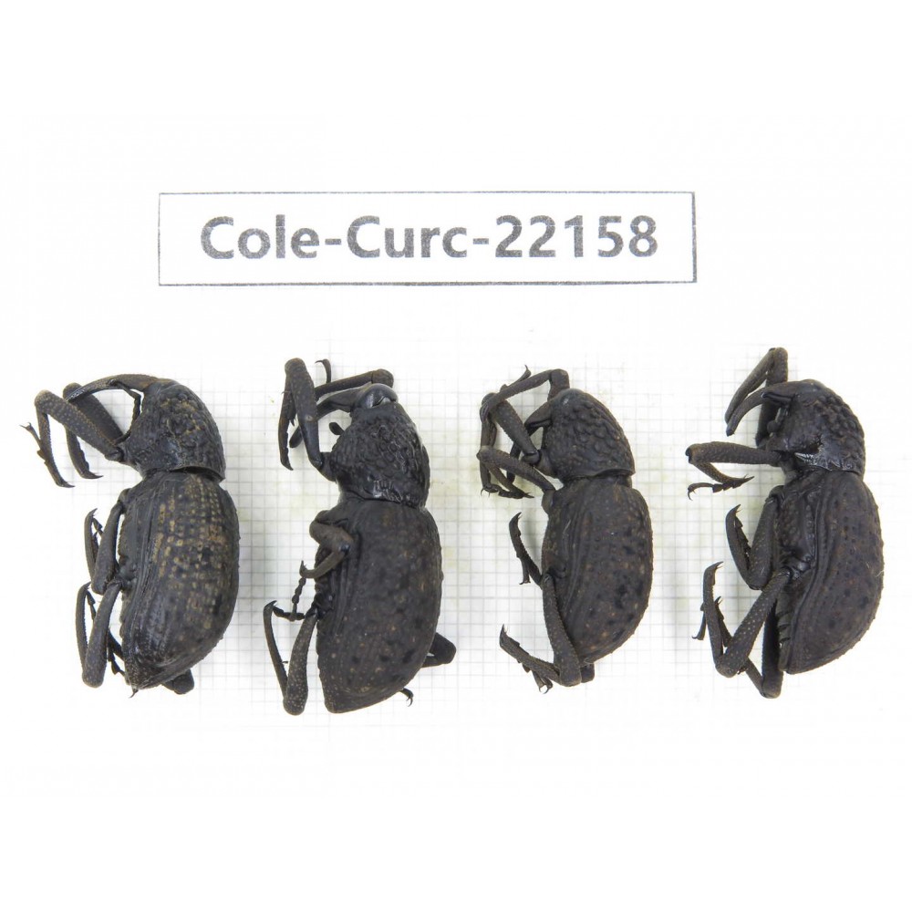 Curculionidae sp. China, Guizhou, Qiandongnan, Mt.Leigongshan. 4Pcs. Cole-Curc-22158.