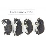 Curculionidae sp. China, Guizhou, Qiandongnan, Mt.Leigongshan. 4Pcs. Cole-Curc-22158.