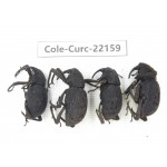 Curculionidae sp. China, Guizhou, Qiandongnan, Mt.Leigongshan. 4Pcs. Cole-Curc-22159.