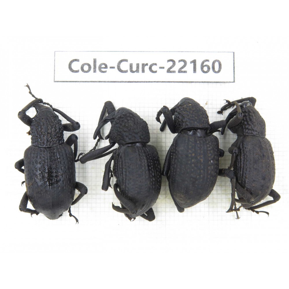 Curculionidae sp. China, Guizhou, Qiandongnan, Mt.Leigongshan. 4Pcs. Cole-Curc-22160.