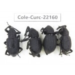Curculionidae sp. China, Guizhou, Qiandongnan, Mt.Leigongshan. 4Pcs. Cole-Curc-22160.