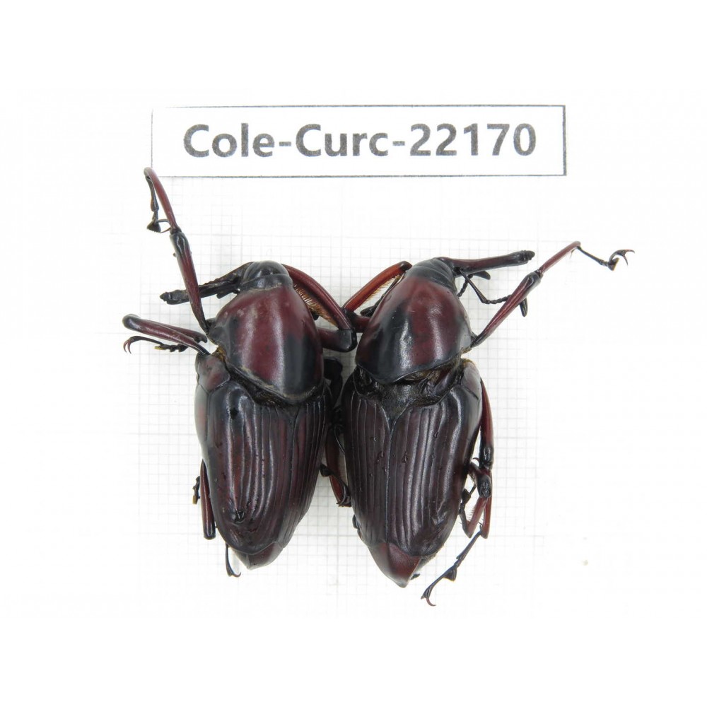 Curculionidae sp. China, Guizhou, Qiandongnan, Mt.Leigongshan. 2Pcs. Cole-Curc-22170.