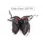 Curculionidae sp. China, Guizhou, Qiandongnan, Mt.Leigongshan. 2Pcs. Cole-Curc-22170.