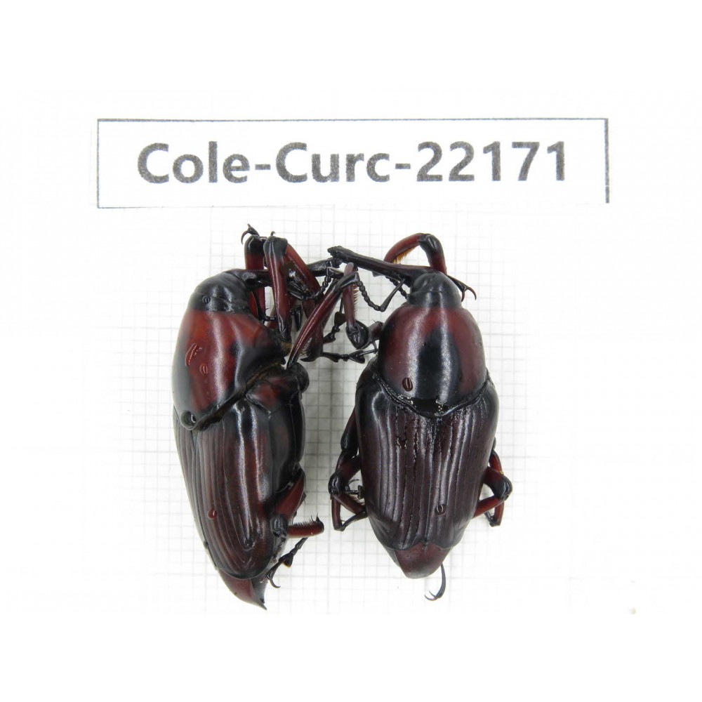 Curculionidae sp. China, Guizhou, Qiandongnan, Mt.Leigongshan. 2Pcs. Cole-Curc-22171.
