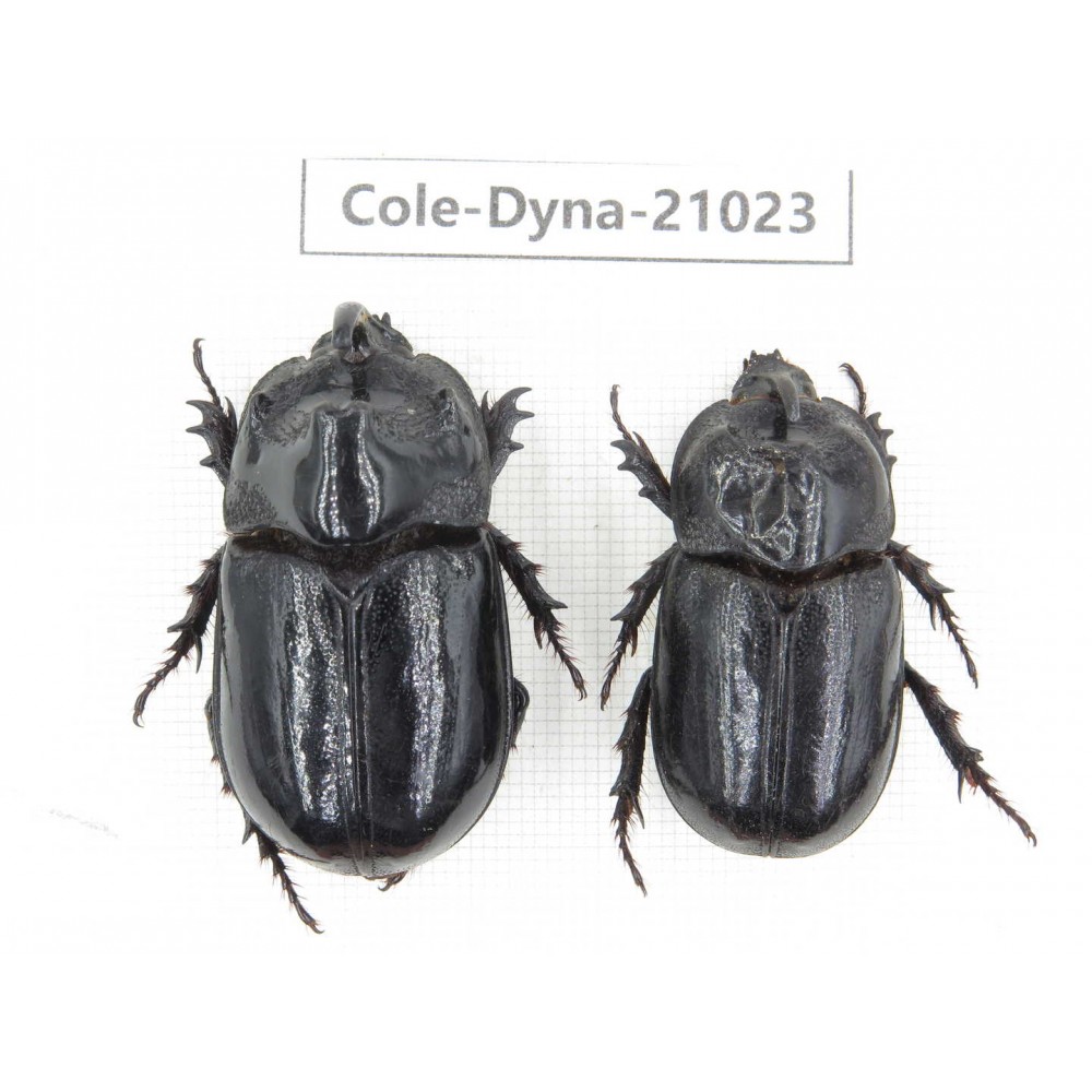 Trichogomphus mongol. China, Yunnan, Honghe, Jinping county. 2M. Cole-Dyna-21023.