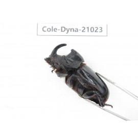 Trichogomphus mongol. China, Yunnan, Honghe, Jinping county. 2M. Cole-Dyna-21023.