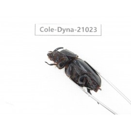 Trichogomphus mongol. China, Yunnan, Honghe, Jinping county. 2M. Cole-Dyna-21023.