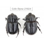 Trichogomphus mongol. China, Yunnan, Honghe, Jinping county. 2M. Cole-Dyna-21024.