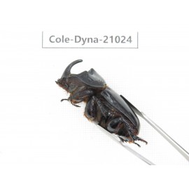 Trichogomphus mongol. China, Yunnan, Honghe, Jinping county. 2M. Cole-Dyna-21024.