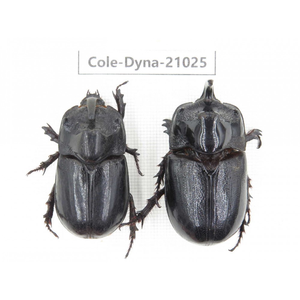 Trichogomphus mongol. China, Yunnan, Honghe, Jinping county. 2M. Cole-Dyna-21025.