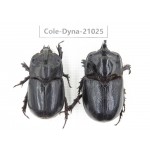 Trichogomphus mongol. China, Yunnan, Honghe, Jinping county. 2M. Cole-Dyna-21025.