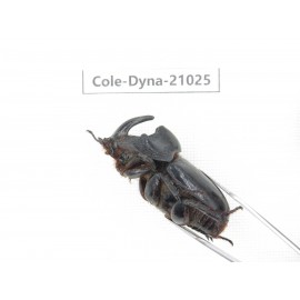 Trichogomphus mongol. China, Yunnan, Honghe, Jinping county. 2M. Cole-Dyna-21025.