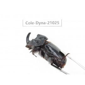 Trichogomphus mongol. China, Yunnan, Honghe, Jinping county. 2M. Cole-Dyna-21025.