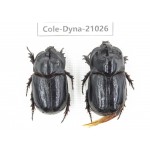 Trichogomphus mongol. China, Yunnan, Honghe, Jinping county. 2M. Cole-Dyna-21026.