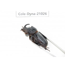 Trichogomphus mongol. China, Yunnan, Honghe, Jinping county. 2M. Cole-Dyna-21026.
