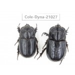 Trichogomphus mongol. China, Yunnan, Honghe, Jinping county. 2M. Cole-Dyna-21027.