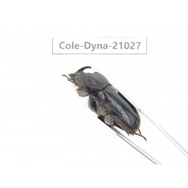 Trichogomphus mongol. China, Yunnan, Honghe, Jinping county. 2M. Cole-Dyna-21027.