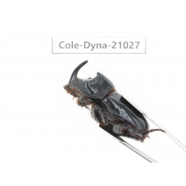 Trichogomphus mongol. China, Yunnan, Honghe, Jinping county. 2M. Cole-Dyna-21027.