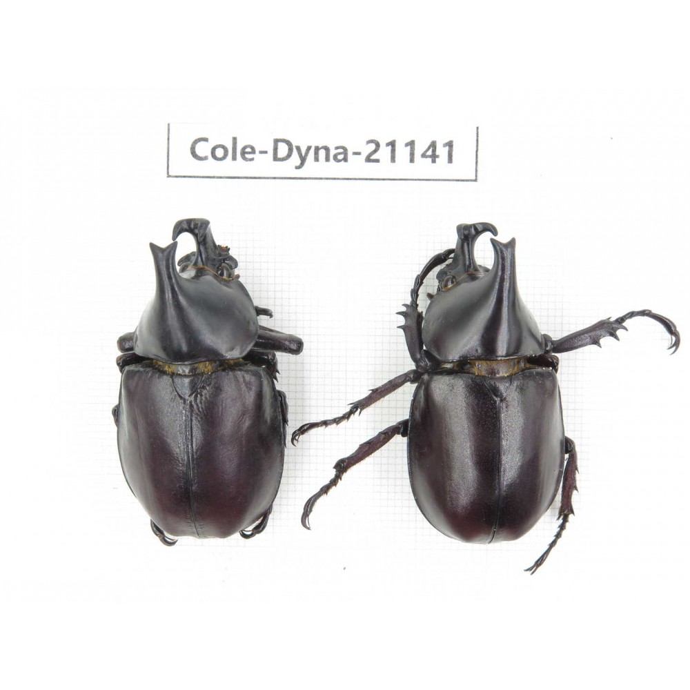 Xylotrupes gideon. China, Yunnan, Honghe, Pingbian county. 2M. Cole-Dyna-21141.