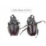 Xylotrupes gideon. China, Yunnan, Honghe, Pingbian county. 2M. Cole-Dyna-21141.