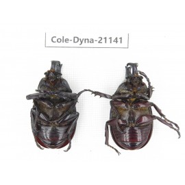 Xylotrupes gideon. China, Yunnan, Honghe, Pingbian county. 2M. Cole-Dyna-21141.