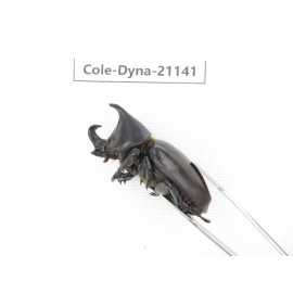 Xylotrupes gideon. China, Yunnan, Honghe, Pingbian county. 2M. Cole-Dyna-21141.