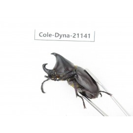 Xylotrupes gideon. China, Yunnan, Honghe, Pingbian county. 2M. Cole-Dyna-21141.