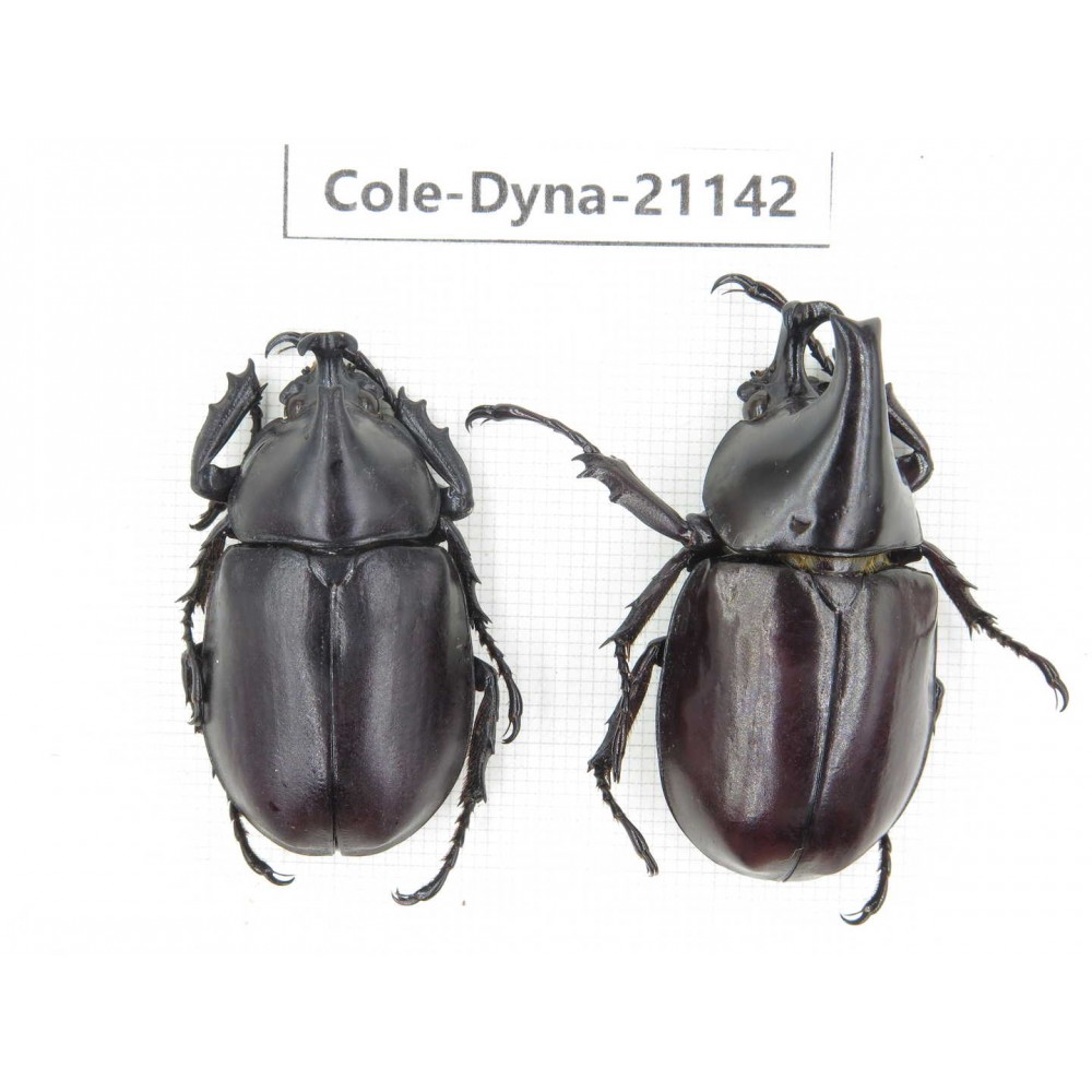 Xylotrupes gideon. China, Yunnan, Honghe, Pingbian county. 2M. Cole-Dyna-21142.