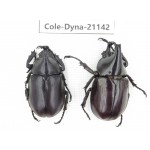 Xylotrupes gideon. China, Yunnan, Honghe, Pingbian county. 2M. Cole-Dyna-21142.