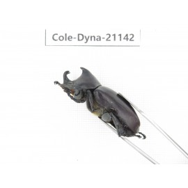 Xylotrupes gideon. China, Yunnan, Honghe, Pingbian county. 2M. Cole-Dyna-21142.