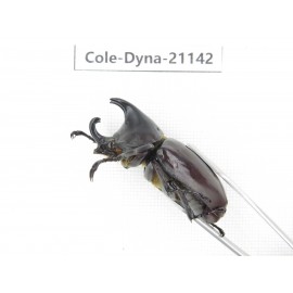 Xylotrupes gideon. China, Yunnan, Honghe, Pingbian county. 2M. Cole-Dyna-21142.
