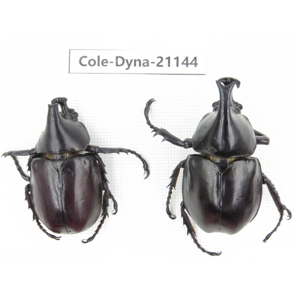 Xylotrupes gideon. China, Yunnan, Honghe, Pingbian county. 2M. Cole-Dyna-21144.