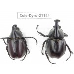 Xylotrupes gideon. China, Yunnan, Honghe, Pingbian county. 2M. Cole-Dyna-21144.
