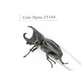 Xylotrupes gideon. China, Yunnan, Honghe, Pingbian county. 2M. Cole-Dyna-21144.