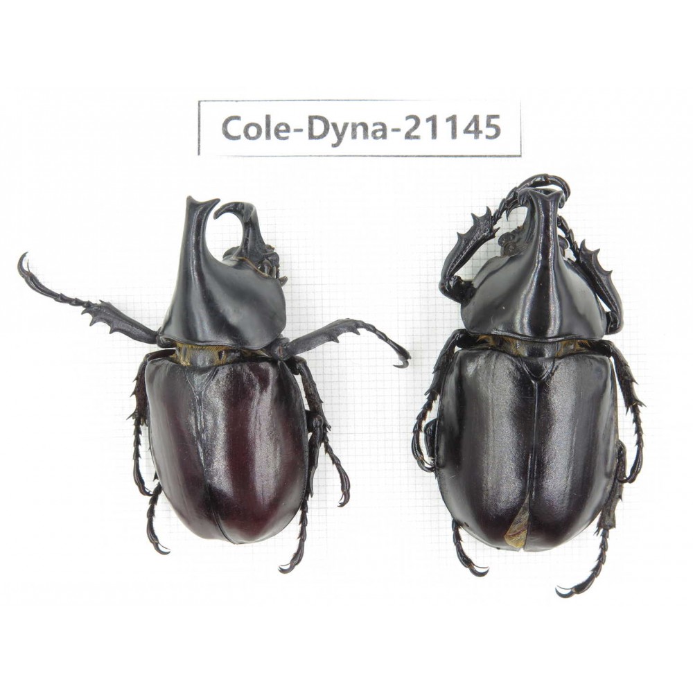 Xylotrupes gideon. China, Yunnan, Honghe, Pingbian county. 2M. Cole-Dyna-21145.