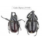 Xylotrupes gideon. China, Yunnan, Honghe, Pingbian county. 2M. Cole-Dyna-21145.