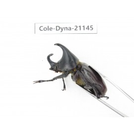 Xylotrupes gideon. China, Yunnan, Honghe, Pingbian county. 2M. Cole-Dyna-21145.