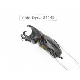 Xylotrupes gideon. China, Yunnan, Honghe, Pingbian county. 2M. Cole-Dyna-21145.