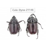 Xylotrupes gideon. China, Yunnan, Honghe, Pingbian county. 2M. Cole-Dyna-21146.