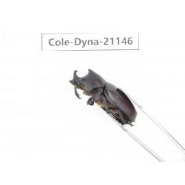 Xylotrupes gideon. China, Yunnan, Honghe, Pingbian county. 2M. Cole-Dyna-21146.