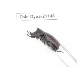 Xylotrupes gideon. China, Yunnan, Honghe, Pingbian county. 2M. Cole-Dyna-21146.