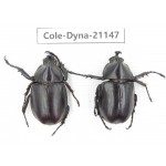 Xylotrupes gideon. China, Yunnan, Honghe, Pingbian county. 2M. Cole-Dyna-21147.