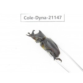 Xylotrupes gideon. China, Yunnan, Honghe, Pingbian county. 2M. Cole-Dyna-21147.
