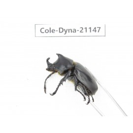 Xylotrupes gideon. China, Yunnan, Honghe, Pingbian county. 2M. Cole-Dyna-21147.