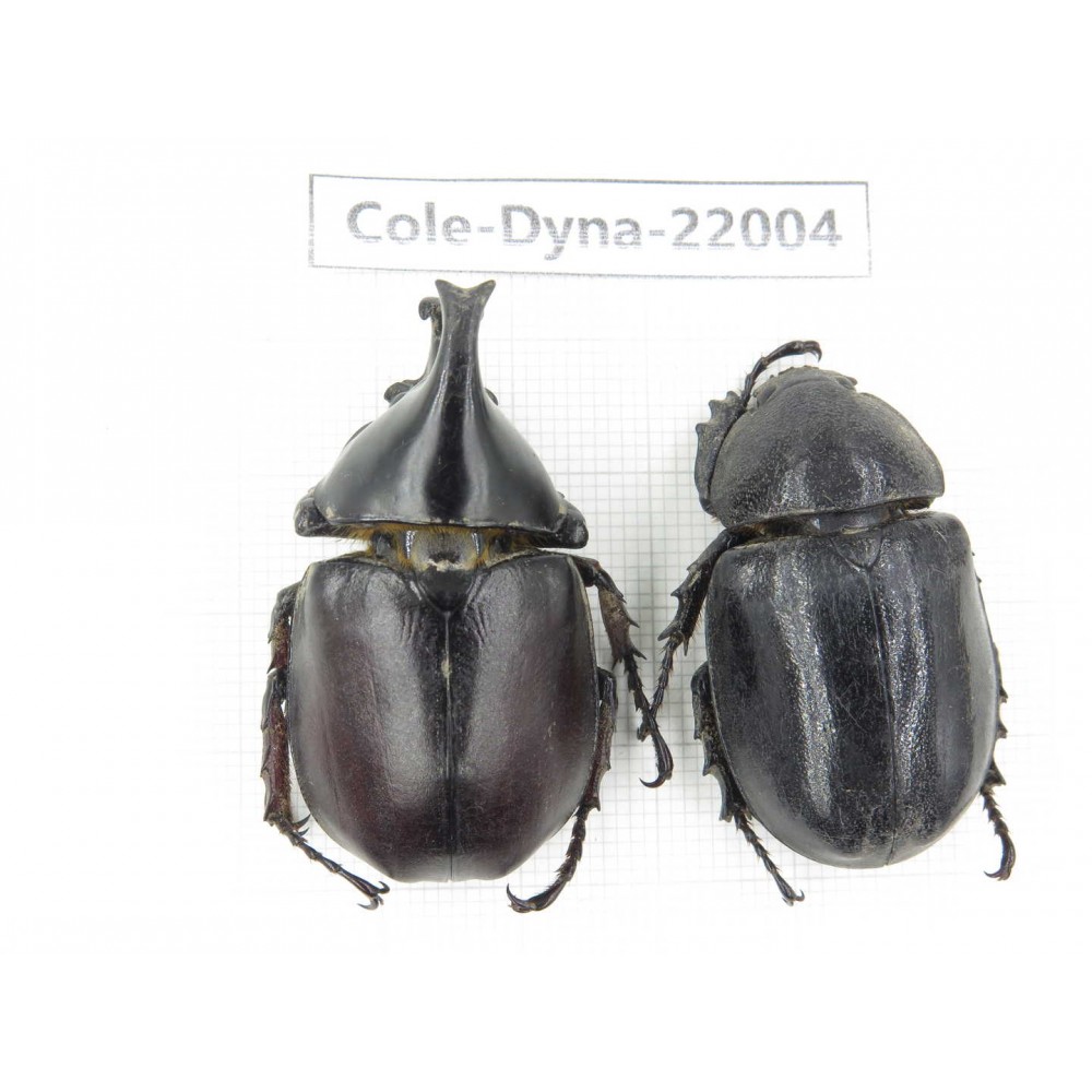 Xylotrupes gideon. China, Yunnan, Chuxiong, Shuangbai county. 1P. Cole-Dyna-22004.