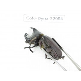 Xylotrupes gideon. China, Yunnan, Chuxiong, Shuangbai county. 1P. Cole-Dyna-22004.