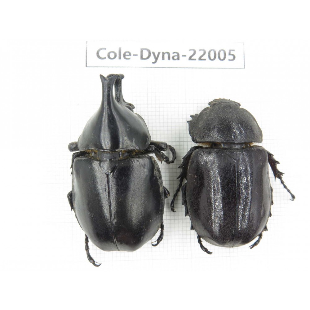 Xylotrupes gideon. China, Yunnan, Chuxiong, Shuangbai county. 1P. Cole-Dyna-22005.