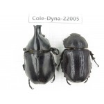 Xylotrupes gideon. China, Yunnan, Chuxiong, Shuangbai county. 1P. Cole-Dyna-22005.